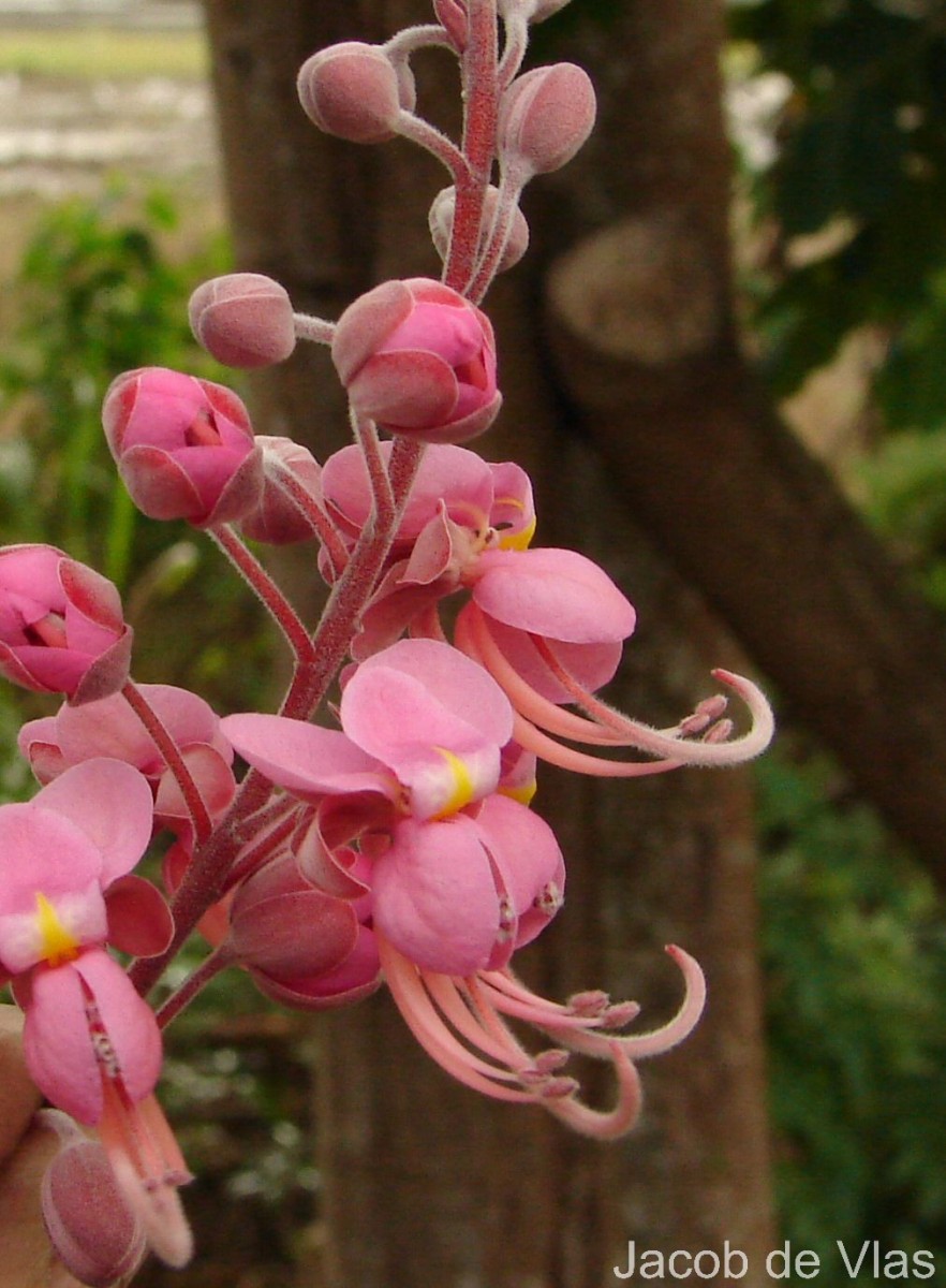 Cassia grandis L.f.
